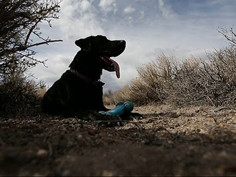 'Cadaver Dog' Sniffs Out Human Remains News Video