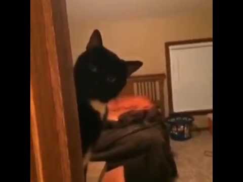 Cat Stalker Video    Funny Cat Videos