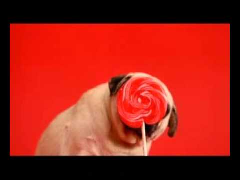 Hutch to Vodafone - Pug Lollypop