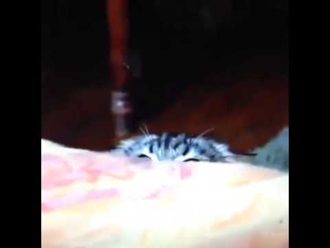 Scared Cat LOL - Best Funny Video