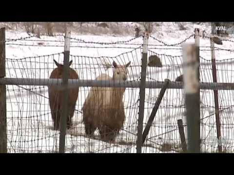 Massive alpaca lypse rescue News Video