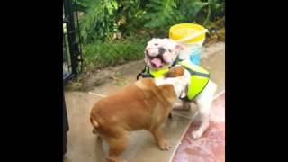 Funny Bulldog Rescues Swimming Bulldog