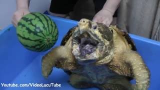 Gile Bener Kura-kura Makan Semangka dan Nanas