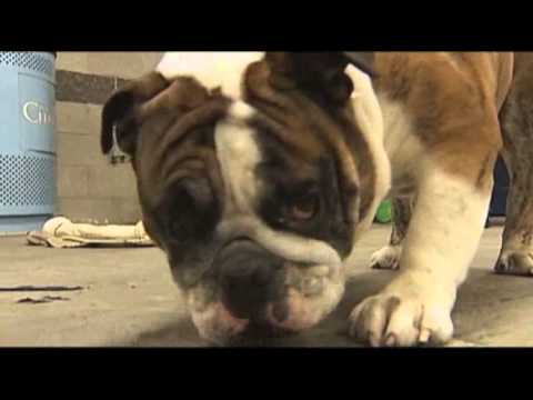 Raw- Bulldogs Strut Catwalk to Help Citadel News Video
