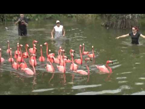 Flamingo Frenzy Ahead of Zoo Construction News Video