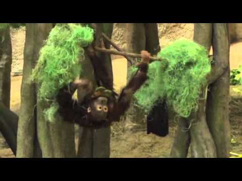 Raw- Zoo Animals Celebrate St. Patrick's Day News Video
