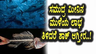 Top Kannada Health Tips - ಸಮುದ್ರ ಮೀನಿನ ಮೂಳೆಗಳ ಉಪಯೋಗಗಳ ಬಗ್ಗೆ ನಿಮಗೆ ಗೊತ್ತಾ | Top Kannada TV