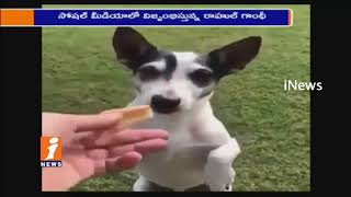 Rahul Gandhi Tweets pet Dog Video Goes Viral In Social Media | iNews
