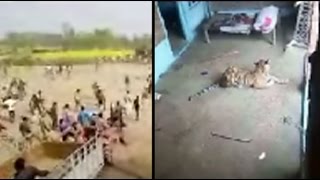 Tiger enters inside the house of a farmer, terrorizes the people!