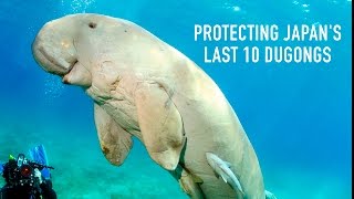 Japan's Dugongs on the verge of extinction