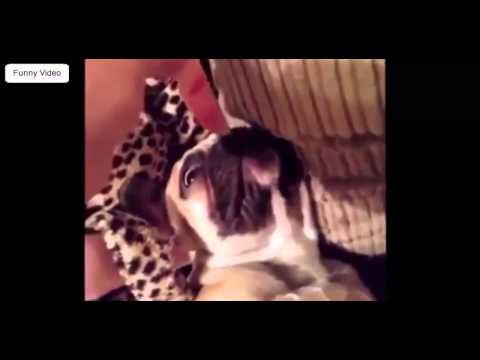 Funny Dogs Video - Dogs are Funny 1