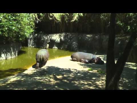 Raw- Baby Hippo Debuts at Mexico City Zoo News Video