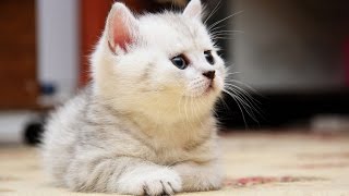 Cutest Fluffy Kittens Compilation