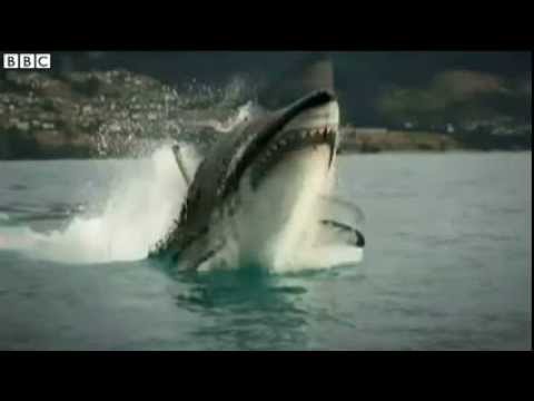 New Zealand shark attack survivor on ordeal News Video