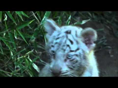 Raw- Three Rare White Tiger Cubs Debut at Zoo News Video