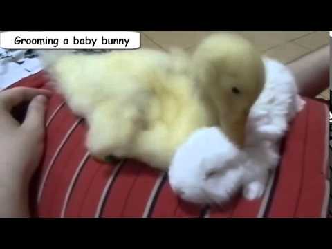 Funny Videos   Funny Animal   From A Duck's Life   Funny Ducks Compilation
