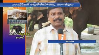 Cooling System Arrangements for Animals In Zoo Park | Tirupati | iNews