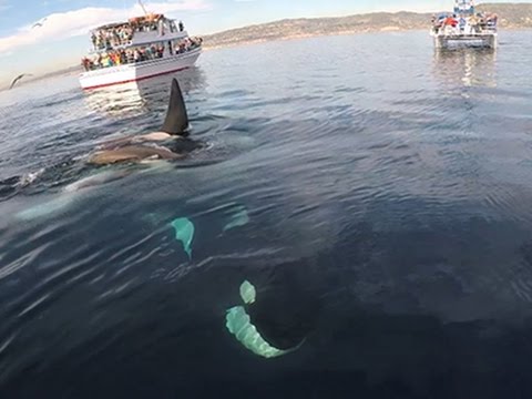 Raw- Man Captures Up-close Encounter With Orcas News Video