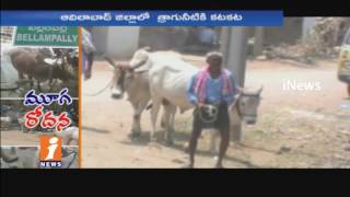 Lack of Fodder for Cattle In Bellampally | Drought Effects | iNews