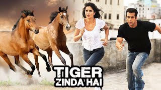 Salman Khan's High Octane Chase Scene With Horses In Tiger Zinda Hai