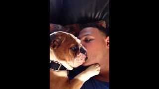 Adorable Bulldog Puppy Can't Stop Kissing Owner