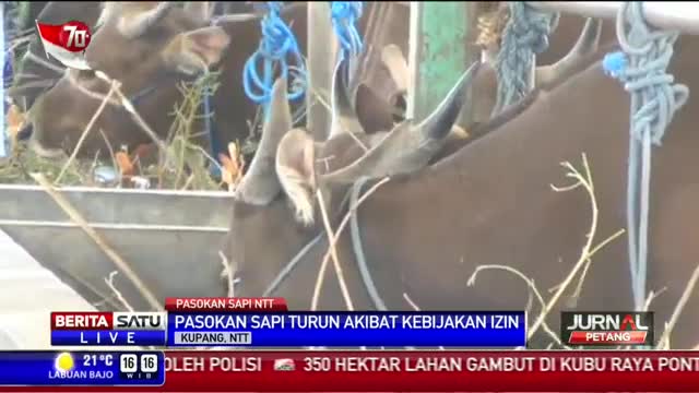 Penjualan Sapi di Kupang Turun akibat Kebijakan Impor