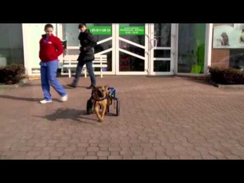 Paralyzed Dog Winning Hearts, Looking for Home News Video