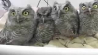 New Cute owl Funny videos that will make you laugh so hard you cry - funny videos 2015