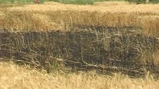 बहादुरगढ़ में राख के ढेर में तब्दील हुआ किसानों का 'सोना'