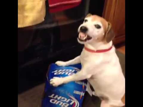 PROTECTIVE OVER HIS BEER   - 7 Seconds Funny Video