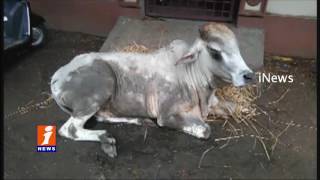 People Give Treatment to ill  Cow in Vijayawada | iNews