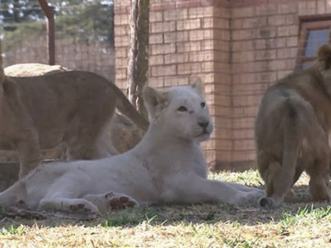 Raw- Lion Cubs Make Debut in Johannesburg News Video