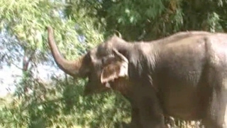हाथी ने महावत को पटक पटक मार डाला