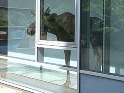 Raw- Elk Wanders Into German Office Building News Video