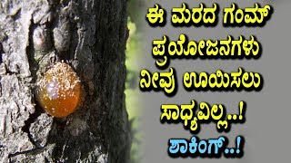 Tree gum amazing benefits | Kannada Health Videos | Top Kannada TV