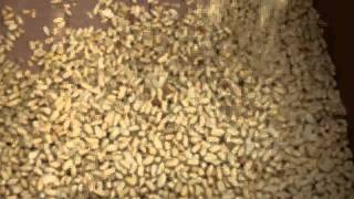 Roasted Peanut Peeling Machine Video SEJAL ENETRPRISES PUNE