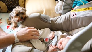 Dogs Meeting Babies for the First Time Compilation