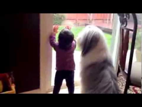 Dog Meeting Baby for First Time Compilation 2014 [NEW HD] - funny video