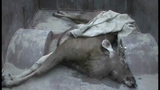 फिरोजपुर में लोगों ने दौड़ा-दौड़ा कर मारा हिरण
