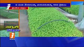Special Story On Nurseries Plants Cultivation Farmers Problems In Kadapa | iNews