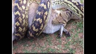 Shocking- A python swallows a Kangaroo in Queensland, Australia!