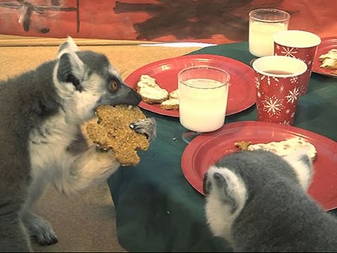 Raw- Lemurs Eat Holiday Treats at Brookfield Zoo News Video
