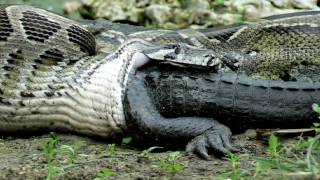 Python eats Alligator - Time Lapse Speed x6