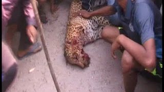 भीड़ का शिकार हुआ आदमखोर तेंदुआ, फोटो खिंचवाने की लगी होड़
