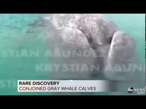 Conjoined Whale Discovery Could Be a First News Video