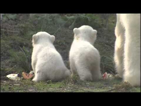 Raw- Twin Polar Bear Cubs Named in Germany News Video