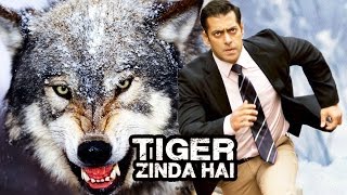Salman Khan To Shoot Deadly Scene With WOLVES In Tiger Zinda Hai