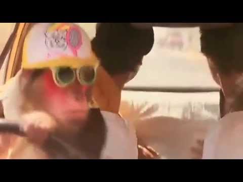 Monkey drives car - Ishq - Bollywood Movie Comedy Scene