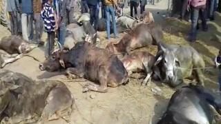 प्रतिबंधित पशुओ से भरा ट्रक पलटा, दर्जनों पशुओ की मौत