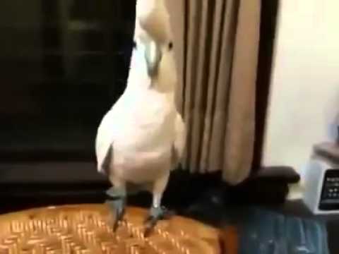 Parrot Got Moves :) - Best Funny Video